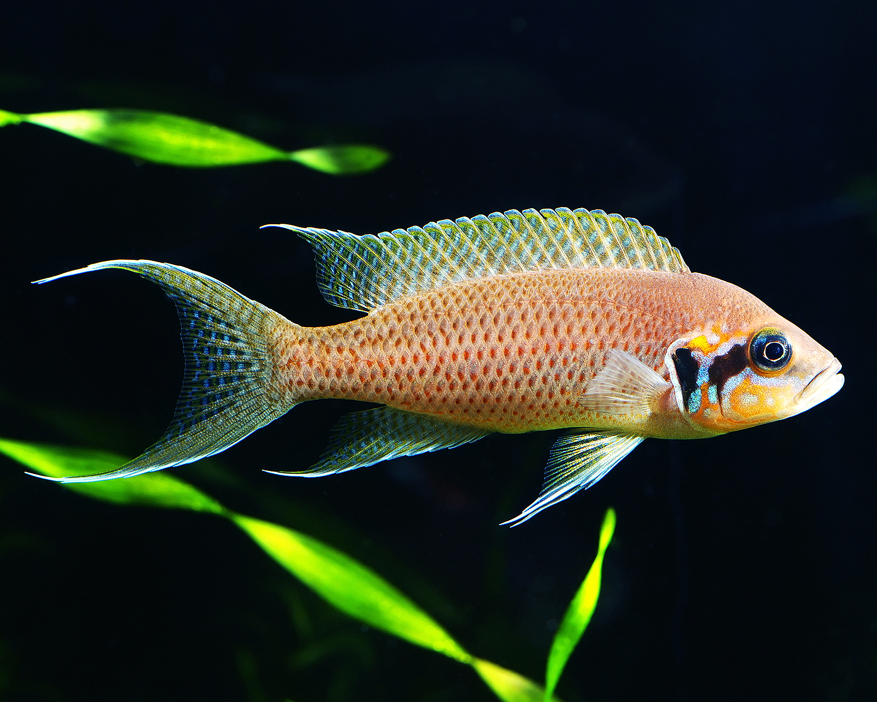 Fairy Cichlid (Neolamprologus brichardi)